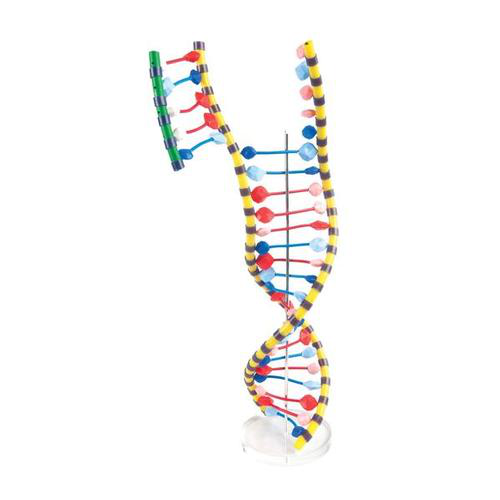 3BScientific 1005128 [W19205] Modelo de ADN de doble hélice