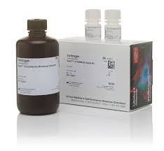 Kits de ensayo de alta sensibilidad (HS) y amplio rango (BR) Invitrogen Qubit 1X dsDNA  Invitrogen Q33231