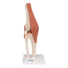 Modelo funcional de la articulación de la rodilla de lujo 3B scientific 1000164 [A82/1]