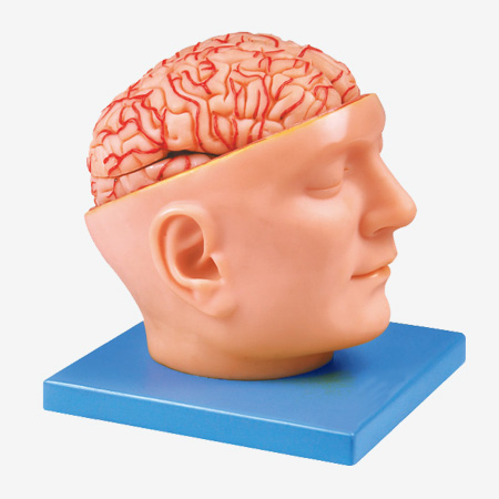 MODELO DE CEREBRO CON ARTERIAS TM/A18219 - marca TECH MODEL
