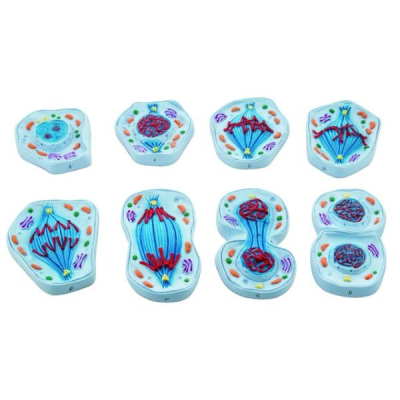 Modelo de mitosis juego de 8 modelos Eisco ZM0008