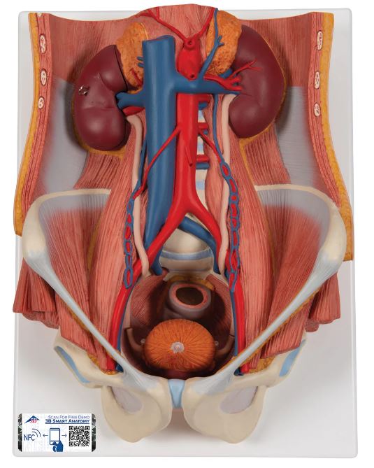 Modelo Anatómico Sistema Urinario de sexo dual, en 6 piezas - Marca: 3B Scientific - Modelo: 1000317 [K32]