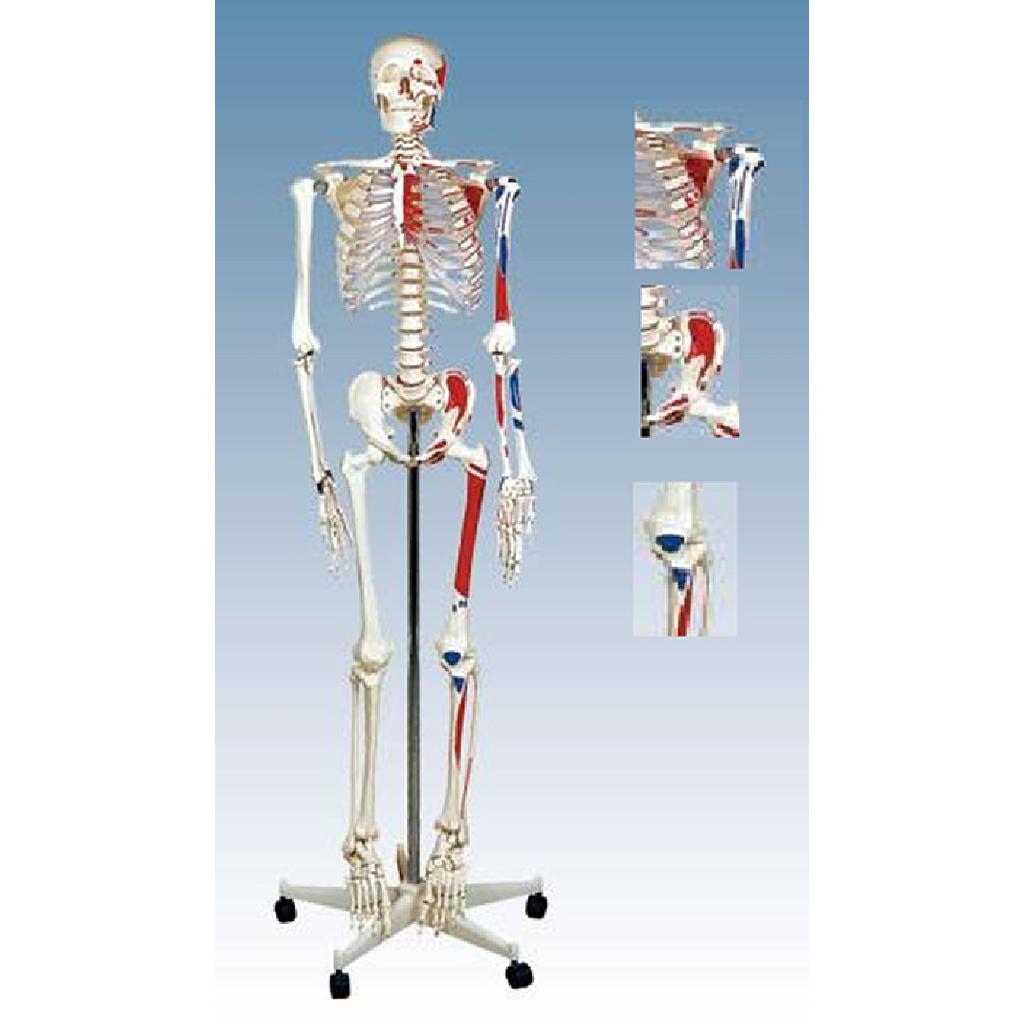 MODELO ESQUELETO CON MÚSCULOS Y LIGAMENTOS 1.80 CM./ TM – 101