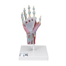 Modelo del esqueleto de la mano con ligamentos y músculos 3bScientific 1000358 [M33/1]