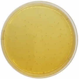 Agar MRS Condalab 