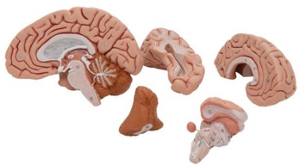 Modelo de cerebro humano clásico, 5 partes - 3B Smart Anatomy 3B Scientific 1000226 [C18]