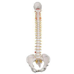 Columna flexible – versión clásica - 3B Smart Anatomy 3B Scientific 1000121 [A58/1]