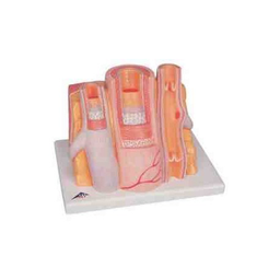 Maqueta Arteria y Vena 3Bscientific 1000279 [G42]