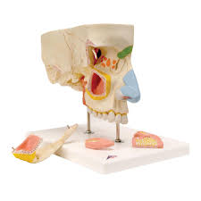 Maqueta de Cavidad Nasal Marca 3B Scientific / 1000254 [E20]