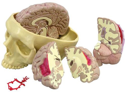 Maqueta de Cerebro /3bscientific Modelo 1019542