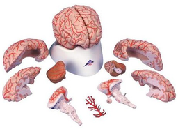 Maqueta de Cerebro de Lujo con arterias, desmontable en 9 piezas-3B Smart Anatomy- 3B Scientific 1017868 [C20]