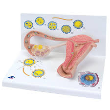 Maqueta de Estadios y Desarrollo Embrionario 3B Scientific / 1000320 [L01]