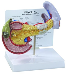 Maqueta de Páncreas Marca 3B SCIENTIFIC Modelo 1019553 [W33367]