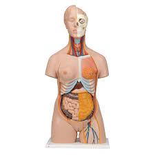 Maqueta de Torso bisexuado de 20 piezas  3B Smart Anatomy 3B Scientific 1000197 [B32]