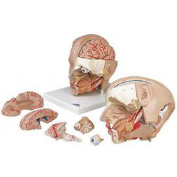 Maqueta de la cabeza, 6 piezas - 3B Smart Anatomy 3BScientific 1000217 [C09/1]