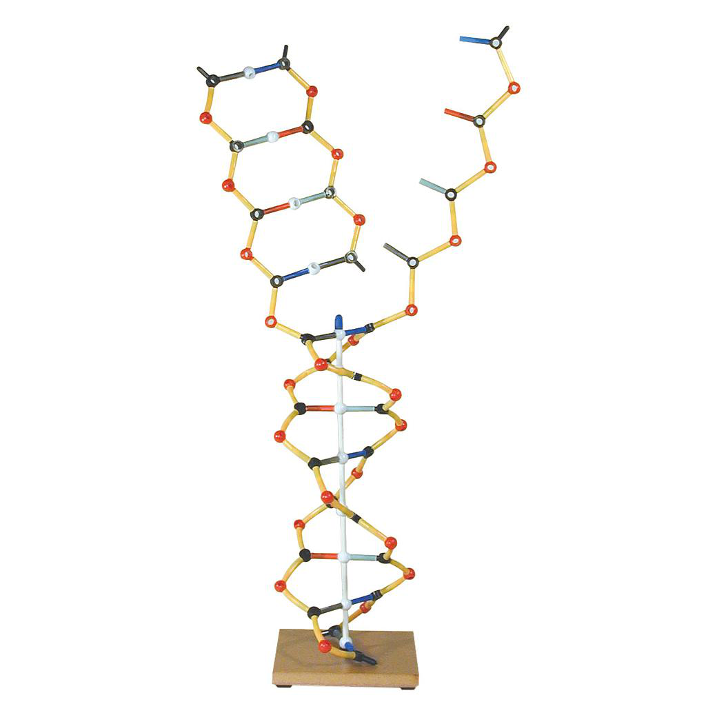 Maqueta de la estructura de ADN y ARN | Equipamiento Cientifico