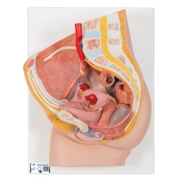 Maqueta de pelvis femenina, 2 partes 3B Scientific / 1000281 [H10]