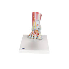 Maqueta del Esqueleto del Pie con Ligamentos y Músculos 3B Scientific 1019421 [M34/1]