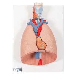 Maqueta del Sistema Respiratorio Desarmable 3B Scientific 1000270 [G15]