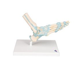 Maqueta del esqueleto del pie con ligamentos 3B Scientific 1000359 [M34]