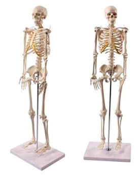 Modelo Anatómico de Esqueleto Humano Wellden Product, 1/2 Tamaño Natural,   in (85 cm) | Equipamiento Cientifico
