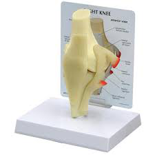 Modelo básico de rodilla 3Bscientific 1019499