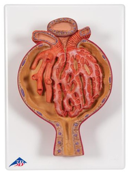 Corpúsculos malpighian del riñón, 700 veces su tamaño natural - 3B Smart Anatomy- 3B Scientific 1000298 [K10/2]