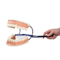 Modelo de Cuidado Dental, 3 veces su Tamaño Natural (tipodonto) - 3B Smart Anatomy 3B Scientific 1000246 [D16]