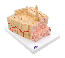 Estructura de hueso humano 3B MICRO anatomy, 80 veces ampliada - 3B Smart Anatomy 3B Scientific 1000154 [A79]