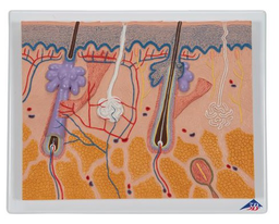 Corte de la piel, 70 veces su tamaño natural - 3B Smart Anatomy 3B Scientific 1000289 [J10]