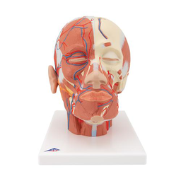 Musculatura de la cabeza y cuello con Vasos Sanguíneos 3B Scientific 1001240 [VB128]