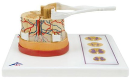 Médula Espinal con Terminaciones Nerviosas - 3B Smart Anatomy/3B Scientific 1000238 [C41]