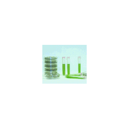 Kit de detección de levadura y moho en torundas, marca GVS Filter código 1228N22