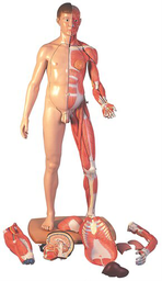 Figura Corporal Completa de Doble Sexo, 39 partes - 3B Smart Anatomy 3B Scientific 1000209 [B53]