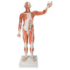 Figura muscular masculina de tamaño natural, desmontable en 37 piezas - 3B Smart Anatomy 3B Scientific 1001235 [VA01]