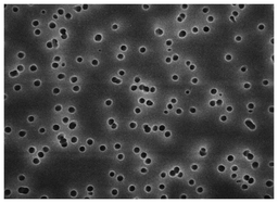 Filtros de Membrana de Policarbonato Isopore Milliporesigma,47 Mm de Diámetro 0.8µm (paquete x 100)/MilliporeSigma ATTP04700