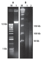 Kit de purificación de ADN grampositivo MasterPure Lucigen Corporation MGP04100