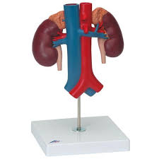 Modelo de tamaño natural de los órganos posteriores del abdomen superior  3B Scientific 1000309 [K22/2]