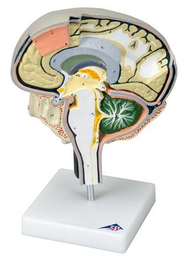 SECCIÓN DEL ENCEFALO  3B SCIENTIFIC 1005113 [W19026]