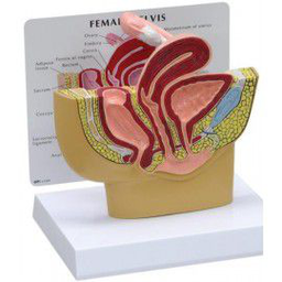 MAQUETA DE PELVIS FEMENINA MARCA 3BSCIENTIFIC MOD 1019561