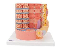 3B MICROanatomy™ Fibra muscular - a 10.000 aumentos - 3B Smart Anatomy 3B Scientific 1000213 [B60]