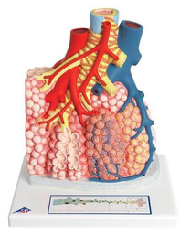 Lobulillos pulmonares y vasos sanguíneos adyacentes 3B Scientific 1008493 [G60]