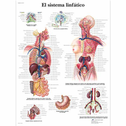 El Sistema Linfático Laminado /3B Scientific 1001871 [VR3392L]