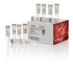 Invitrogen™ SuperScript™ First-Strand Synthesis System for RT-PCR x 50 Rxn Catalog number: 11904018