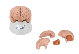 Cerebro introductorio, desmontable en 2 piezas - 3B Smart Anatomy 1000222 [C15] (copiar)