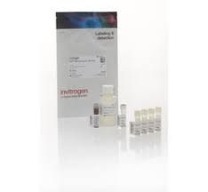 Kits de ensayo de ARN de alta sensibilidad (HS), amplio rango (BR) y rango extendido (XR) Qubit Invitrogen Q32852 ​