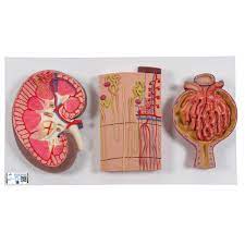 El Riñón, el Nefrón, los Conductos Sanguíneos y el Corpúsculo Renal - 3B Smart Anatomy