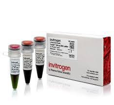 Marcador de ADN de 100 pb Invitrogen 10488058