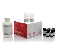 Kits de ensayo de proteínas y proteínas de amplio rango (BR) Qubit de Invitrogen A50669