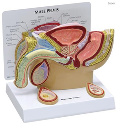 MODELO DE PELVIS MASCULINA CON TESTÍCULOS /GPI ANATOMICALS - 3570